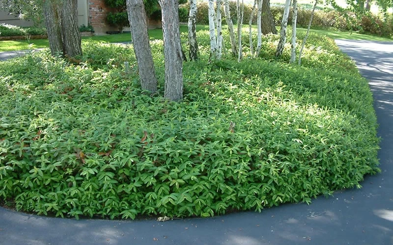 Creeping St Johns Wort - Hypericum Calycinum - 18 Pack Of Pint Pots 7 Creeping St Johns Wort - Hypericum Calycinum - 18 Pack Of Pint Pots - Image 5