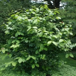 Aphrodite Sweetshrub (Carolina Allspice) - Calycanthus - 1 Gallon Pot -Outlet Aegis Garden Store Sweet Shrub Aphrodite Shrub
