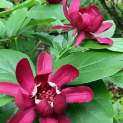 Aphrodite Sweetshrub (Carolina Allspice) - Calycanthus - 1 Gallon Pot -Outlet Aegis Garden Store Sweetshrub Aphrodite 1 500x750 1