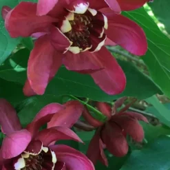 Aphrodite Sweetshrub (Carolina Allspice) - Calycanthus - 1 Gallon Pot