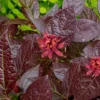 Burgundy Spice Sweetshrub (Calycanthus ) - 3 Gallon Pot -Outlet Aegis Garden Store Sweetshrub Burgundy Spice 2