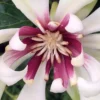 Venus White Sweetshrub (Calycanthus) - 3 Gallon Pot -Outlet Aegis Garden Store Sweetshrub Venus White 1