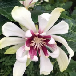 Venus White Sweetshrub (Calycanthus) - 3 Gallon Pot -Outlet Aegis Garden Store Sweetshrub Venus White 3