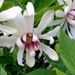 Venus White Sweetshrub (Calycanthus) - 3 Gallon Pot -Outlet Aegis Garden Store Sweetshrub Venus White 4