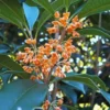 Apricot Echo Tea Olive - Osmanthus Fragrans Aurantiacus - 1 Gallon Pot