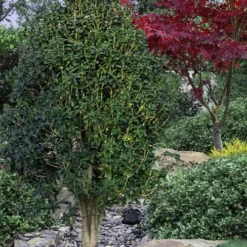 Apricot Echo Tea Olive - Osmanthus Fragrans Aurantiacus - 1 Gallon Pot -Outlet Aegis Garden Store Tea Olive Apricot Echo 12 1