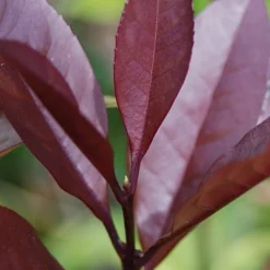 Apricot Echo Tea Olive - Osmanthus Fragrans Aurantiacus - 3 Gallon Pot -Outlet Aegis Garden Store Tea Olive Apricot Echo 4