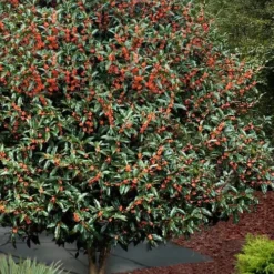 Fragrant Orange Tea Olive - Osmanthus Fragrans Aurantiacus - 1 Gallon Pot -Outlet Aegis Garden Store Tea Olive Orange 1012 1