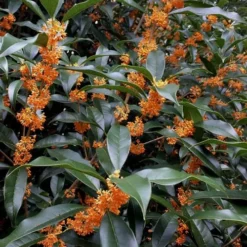 Fragrant Orange Tea Olive - Osmanthus Fragrans Aurantiacus - 1 Gallon Pot -Outlet Aegis Garden Store Tea Olive Orange 102 1