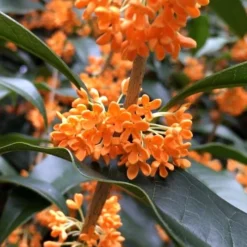 Fragrant Orange Tea Olive - Osmanthus Fragrans Aurantiacus - 1 Gallon Pot -Outlet Aegis Garden Store Tea Olive Orange 104 1