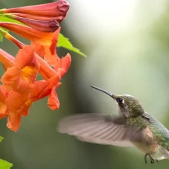 Bells Of Fire Tecoma - Esperanza - 1 Gallon Pot -Outlet Aegis Garden Store Tecoma Bells Of Fire 50