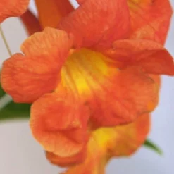 Bells Of Fire Tecoma - Esperanza - 1 Gallon Pot -Outlet Aegis Garden Store Tecoma Bells of Fire Flowers 5