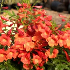 Bells Of Fire Tecoma - Esperanza - 1 Gallon Pot -Outlet Aegis Garden Store Tecoma Bells of Fire Flowers 6