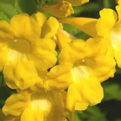 Lydia Tecoma - Esperanza - 1 Gallon Pot -Outlet Aegis Garden Store Tecoma Lydia Flower Closeup