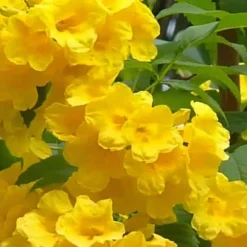 Lydia Tecoma - Esperanza - 1 Gallon Pot -Outlet Aegis Garden Store Tecoma Lydia Flowers 1