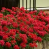 EnduraScape Red Verbena - 10 Pack Of Pint Pots -Outlet Aegis Garden Store Verbena EnduraScape Red 6 2