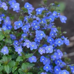 Georgia Blue Veronica Umbrosa - 1 Gallon Pot -Outlet Aegis Garden Store Veronica Georgia Blue 500x750 2