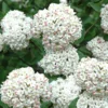 Fragrant Snowball Viburnum Carlecephalum - 3 Gallon Pot -Outlet Aegis Garden Store Viburnum Carlcephalum 11