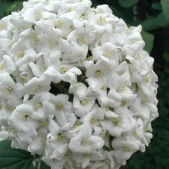 Fragrant Snowball Viburnum Carlecephalum - 3 Gallon Pot -Outlet Aegis Garden Store Viburnum Carlcephalum 12