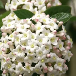 Fragrant Snowball Viburnum Carlecephalum - 3 Gallon Pot -Outlet Aegis Garden Store Viburnum Carlcephalum 15