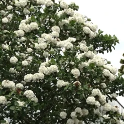 Fragrant Snowball Viburnum Carlecephalum - 3 Gallon Pot -Outlet Aegis Garden Store Viburnum Carlcephalum 16