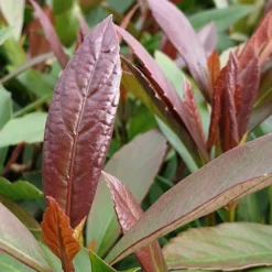 Coppertop Sweet Viburnum - (Single Trunk Topiary Tree) - 5 Gallon Pot -Outlet Aegis Garden Store Viburnum Coppertop 3