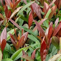 Coppertop Sweet Viburnum - (Single Trunk Topiary Tree) - 5 Gallon Pot -Outlet Aegis Garden Store Viburnum Coppertop 4