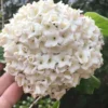 Fragrant Snowball Viburnum Carlesii 'Korean Spice' - 2 Gallon Pot -Outlet Aegis Garden Store Viburnum Korean Spice 1
