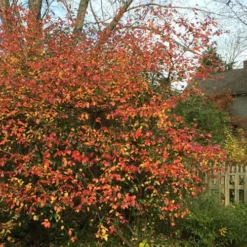 Fragrant Mohawk Viburnum Burkwoodi - 6 Pack Of 1 Gallon Pots -Outlet Aegis Garden Store Viburnum Mohawk 10 1