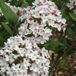 Fragrant Mohawk Viburnum Burkwoodi - 6 Pack Of 1 Gallon Pots -Outlet Aegis Garden Store Viburnum Mohawk 4 1