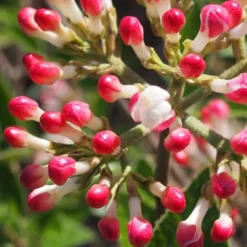 Fragrant Mohawk Viburnum Burkwoodi - 6 Pack Of 1 Gallon Pots -Outlet Aegis Garden Store Viburnum Mohawk 6 1