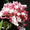 Fragrant Mohawk Viburnum Burkwoodi - 6 Pack Of 1 Gallon Pots -Outlet Aegis Garden Store Viburnum Mohawk 8 1