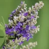 Blue Puffball Chaste Tree (Dwarf) - Vitex - 3 Gallon Pot -Outlet Aegis Garden Store Vitex Blue Puffball 1