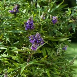 Blue Puffball Chaste Tree (Dwarf) - Vitex - 3 Gallon Pot -Outlet Aegis Garden Store Vitex Blue Puffball 2