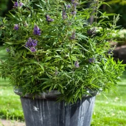 Blue Puffball Chaste Tree (Dwarf) - Vitex - 3 Gallon Pot -Outlet Aegis Garden Store Vitex Blue Puffball 3