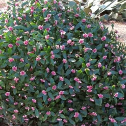 Zuiko Nishiki Winter Daphne Odora - 2 Gallon Pot -Outlet Aegis Garden Store Winter Daphne Zuiko Nishiki 3