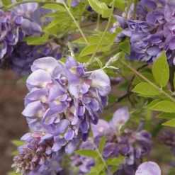 Amethyst Falls Wisteria Vine - 1 Gallon Pot -Outlet Aegis Garden Store Wisteria Amethyst Falls 50