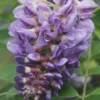 Amethyst Falls Wisteria Vine - 1 Gallon Pot -Outlet Aegis Garden Store Wisteria Amethyst Falls Rev 500x750 1
