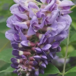Amethyst Falls Wisteria Vine - 2 Gallon Pot