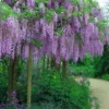 Fragrant Royal Purple Wisteria Vine - 5 Gallon Pot 1 Fragrant Royal Purple Wisteria Vine - 5 Gallon Pot -Outlet Aegis Garden Store Wisteria Royal Purple 3