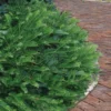 Yewtopia Plum Yew - 3 Gallon Pot -Outlet Aegis Garden Store Yew Yewtopia 21