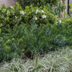 Yewtopia Plum Yew - 3 Gallon Pot -Outlet Aegis Garden Store Yew Yewtopia 22