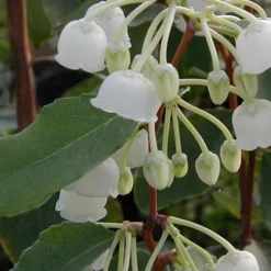 Woodlanders Blue Dusty Zenobia (Honeycup) - 3 Gallon Pot -Outlet Aegis Garden Store Zenobia Woodlanders Blue 10