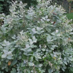 Woodlanders Blue Dusty Zenobia (Honeycup) - 3 Gallon Pot -Outlet Aegis Garden Store Zenobia Woodlanders Blue 20