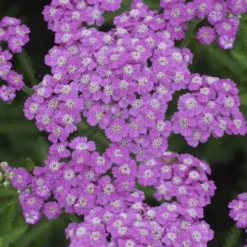 Firefly Amethyst Yarrow (Achillea) - 1 Gallon Pot -Outlet Aegis Garden Store achillea firefly amethyst yarrow 22