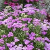 Firefly Amethyst Yarrow (Achillea) - 1 Gallon Pot 1 Firefly Amethyst Yarrow (Achillea) - 1 Gallon Pot -Outlet Aegis Garden Store achillea firefly amethyst yarrow 23