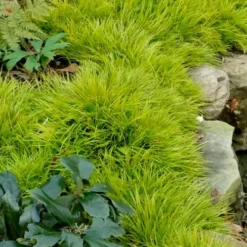 Dwarf Golden Sweet Flag - Acorus Gramineus 'Minimus Aureus' - 10 Pack Of Pint Pots -Outlet Aegis Garden Store acorus gramineus minnimus aurea dwarf golden sweet flag 101