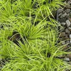 Dwarf Golden Sweet Flag - Acorus Gramineus 'Minimus Aureus' - 10 Pack Of Pint Pots -Outlet Aegis Garden Store acorus gramineus minnimus aurea dwarf golden sweet flag 105