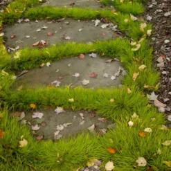 Dwarf Golden Sweet Flag - Acorus Gramineus 'Minimus Aureus' - 10 Pack Of Pint Pots -Outlet Aegis Garden Store acorus gramineus minnimus aurea dwarf golden sweet flag 106