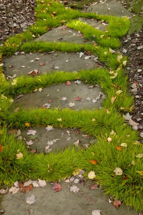 Dwarf Golden Sweet Flag - Acorus Gramineus 'Minimus Aureus' - 5 Pack Of Pint Pots 7 Dwarf Golden Sweet Flag - Acorus Gramineus 'Minimus Aureus' - 5 Pack Of Pint Pots - Image 5